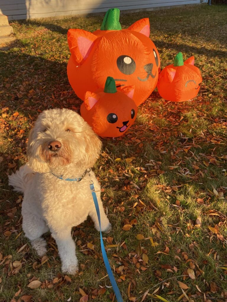 dog with inflatable yard pumpkin